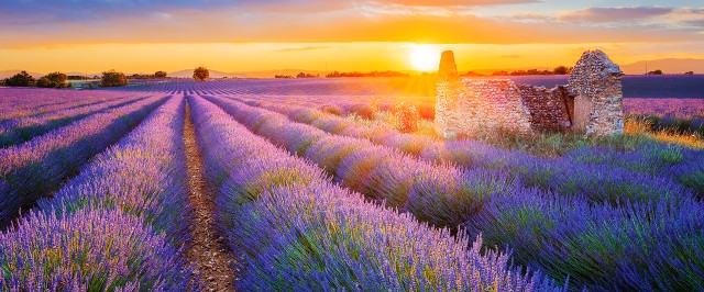 Sunset Field in Provence