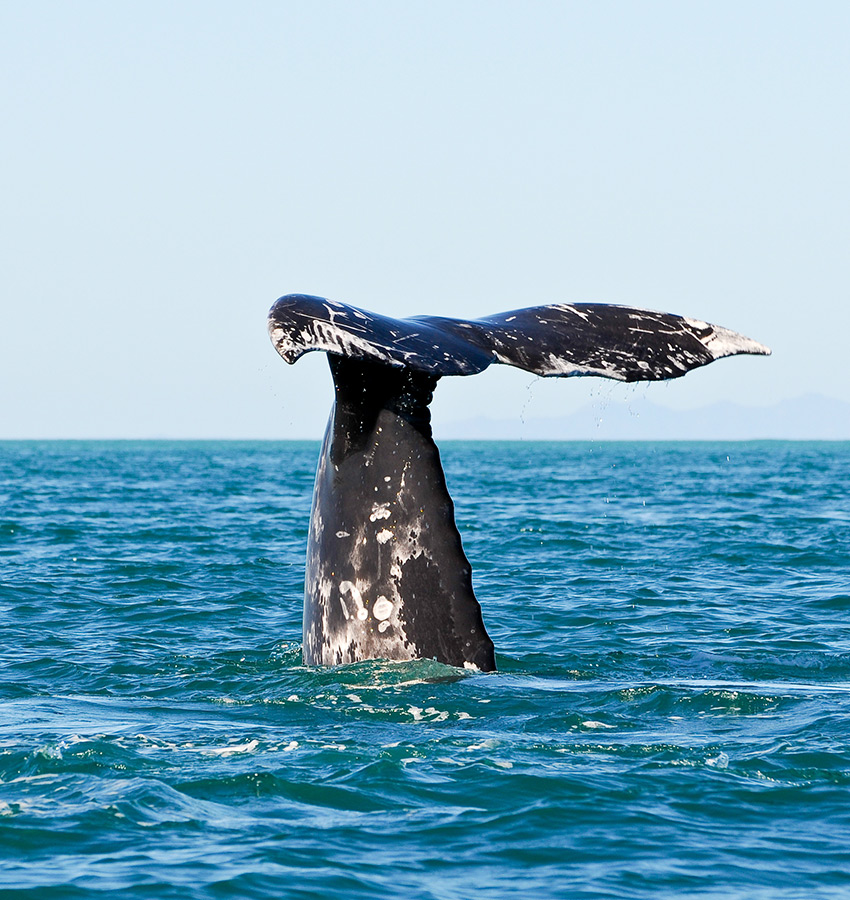 Whale Tale Punta Mita