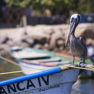 puntamita rancho pelican