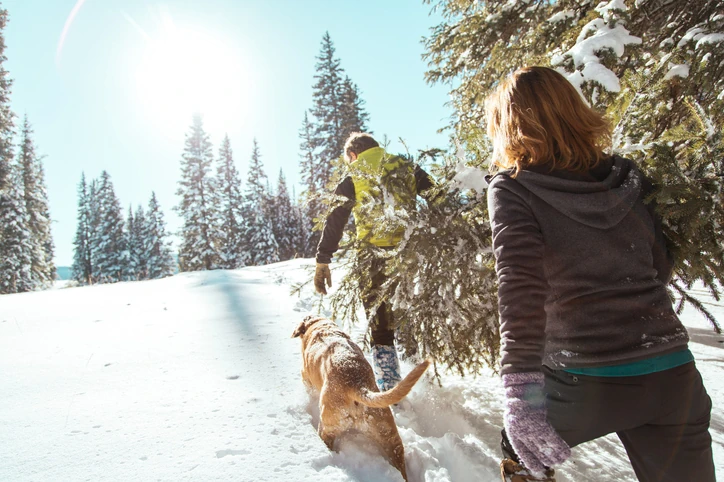 Telluride Guide