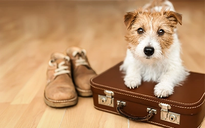 Dog Package